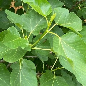 Meet your Posher, Avni